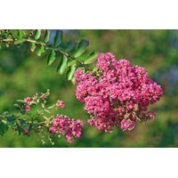 Myrta krepová tmavo ružová - Lagerstroemia indica ´Rosea´  Co10L  km1/2