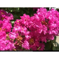 Myrta krepová tmavo ružová - Lagerstroemia indica ´Rosea´  Co10L  km1/2