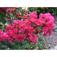 Myrta krepová tmavo ružová - Lagerstroemia indica ´Rosea´  Co10L  km1/2