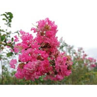 Myrta krepová tmavo ružová - Lagerstroemia indica ´Rosea´  Co10L  km1/2