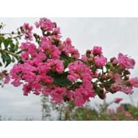 Myrta krepová tmavo ružová - Lagerstroemia indica ´Rosea´  Co10L  km1/2