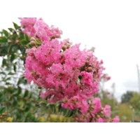 Myrta krepová tmavo ružová - Lagerstroemia indica ´Rosea´  Co10L  km1/2