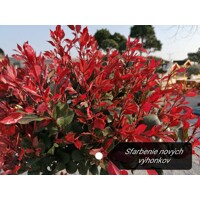 ?ervienka, Fotínia TRPASLI?IA - Photinia fraseri ´Little Red Robin´ - 35/45cm