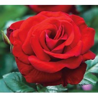 Ruža záhonová - Rosa floribunda ´Grand Selection´- červená Co4L