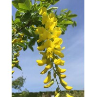 Štedrec hybridný - Laburnum anagyroides Co7,5L KM60