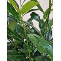 Vavrínovec lekársky - Prunus laurocerasus ´Elly´ (ŠTÍHLY poddruh) - 40/50cm