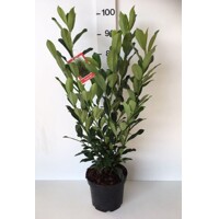 Vavrínovec lekársky - Prunus laurocerasus ´Elly´ (ŠTÍHLY poddruh) - 40/50cm