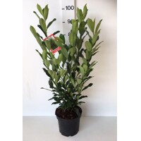 Vavrínovec lekársky - Prunus laurocerasus ´Elly´ Co3L 40/60