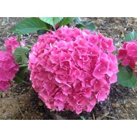 Hortenzia kalinolistá - Hydrangea macrophylla 'Leuchtfeuer' Co5L  30-40