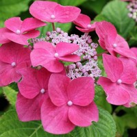 Hortenzia kalinolistá - Hydrangea macrophylla ´Teller Pink´ Co5L 30/40