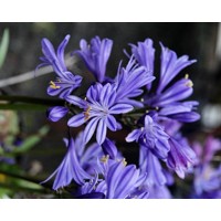 Agapanthus ´Charlotte´ Co2L