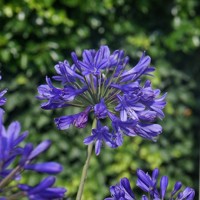 Agapanthus ´Charlotte´ Co2L