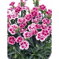 Dianthus gratianopolitanus 'Pink Kisses' P12