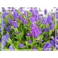 Levanduľa úzkolistá  -  Lavandula angustifolia 'Hidcote Blue'  P13