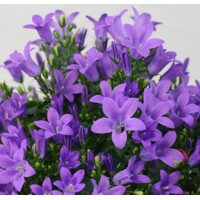 Campanula portenschlagiana - orgovánová farba  P11