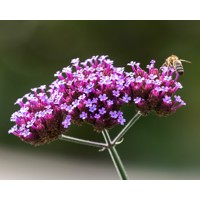 Železník argentínsky - Verbena bonariensis P17