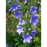 Platycodon grandiflorus 'Astra Blue'  P13