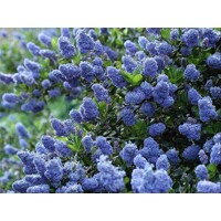 Ceanothus thyrsiflorus 'Repens' - 35/45cm