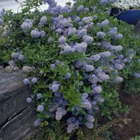 Ceanothus thyrsiflorus 'Repens' - 35/45cm