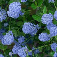 Ceanothus thyrsiflorus 'Repens' - 35/45cm