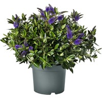 Hebe Addenda ´Donna Britta´ - 20/30cm
