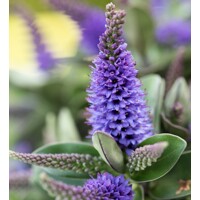 Hebe Addenda ´Donna Britta´ - 20/30cm