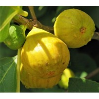 Figovník - Ficus carica ´Letenyei Óriás´ 35/45 Co2L