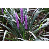 Liriope muscari 'Big Blue' K13