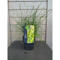 Sitina rozložitá - Juncus effusus Spiralis P12