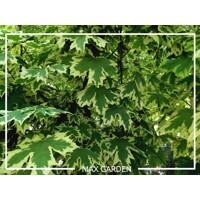 Javor mliečny  - Acer platanoides  'Drummondii´  Co25L 8/10