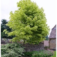 Javor mliečny  - Acer platanoides  'Drummondii´  Co25L 8/10