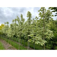 Javor mliečny  - Acer platanoides  'Drummondii´  Co25L 8/10