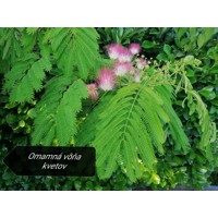 Albízia - Albizia julibrissin Ombrella Co7,5L 150/200