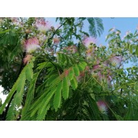 Albízia - Albizia julibrissin Ombrella Co7,5L 150/200