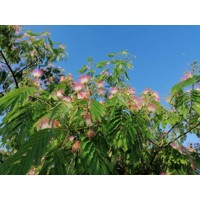 Albízia - Albizia julibrissin Ombrella Co7,5L 150/200