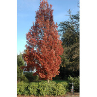 Dub - Quercus bimundorum ´Crimson Spire´  Co15L