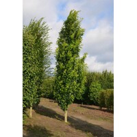 Dub - Quercus palustris ´Green Pillar´ Co18L  4/6