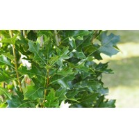 Dub - Quercus palustris ´Green Pillar´ Co18L  4/6