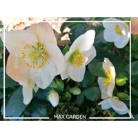 Helleborus Niger ´Christmas Carol´