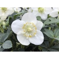 Helleborus Niger ´Christmas Carol´