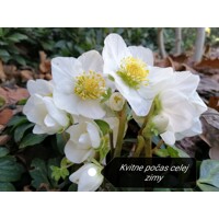Helleborus Niger ´Christmas Carol´