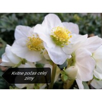 Helleborus Niger ´Christmas Carol´