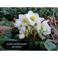 Helleborus Niger ´Christmas Carol´