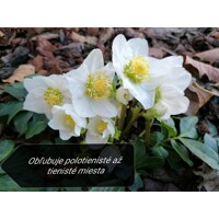 Helleborus Niger ´Christmas Carol´