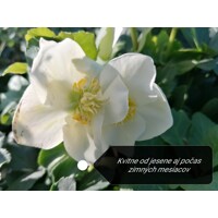Helleborus Niger ´Christmas Carol´