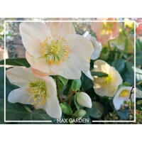 Helleborus Niger ´Christmas Carol´