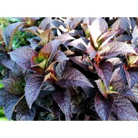 Hortenzia pílkatá - Hydrangea serrata ´Daradevil´ Co2L