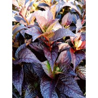 Hortenzia pílkatá - Hydrangea serrata ´Daradevil´ Co2L