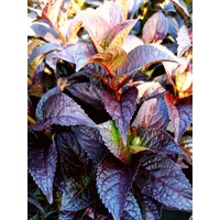 Hortenzia pílkatá - Hydrangea serrata ´Daradevil´ Co2L