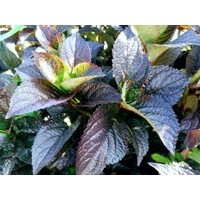 Hortenzia pílkatá - Hydrangea serrata ´Daradevil´ Co2L